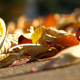 Illustration for article titled Shooting Challenge: Fall Leaves Gallery
